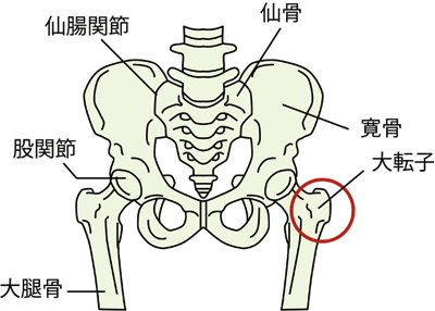 大 転 子 筋肉