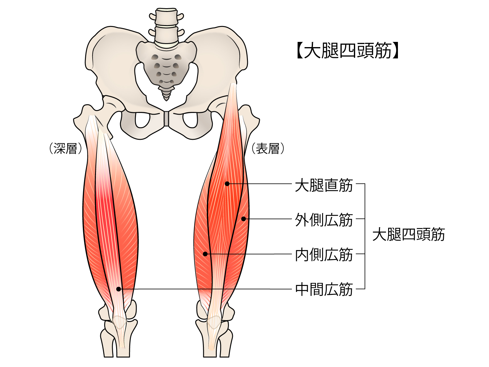 番外章，大白话运动解剖学终结篇（腿部肌肉上） - 知乎