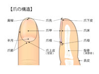 セルフケア 爪もみで健康