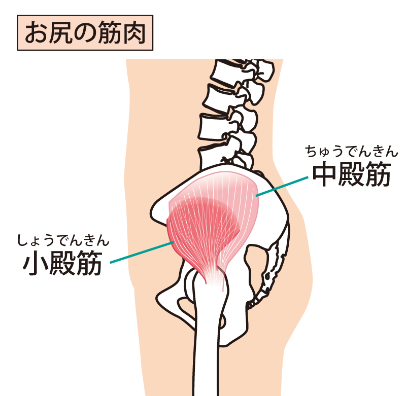 中殿筋 エクササイズ - 恵比寿・大泉学園の骨盤矯正に特化した整体院 -