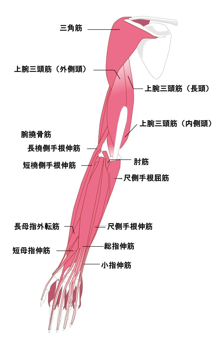 腕 の 筋肉 解剖 図