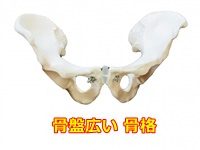骨盤 広い 骨格