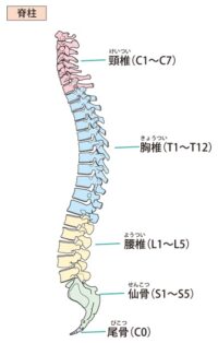 反り腰 腰痛を予防する運動、ストレッチ