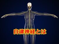 体を整える重要な神経 自律神経とは ？